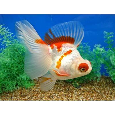 Carassius Auratus Butterfly Red-White 8-10cm