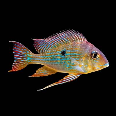Geophagus Proximus 6-7cm