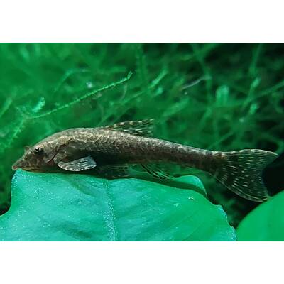 Otocinclus Negros