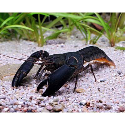 Cherax Black Kong Wild