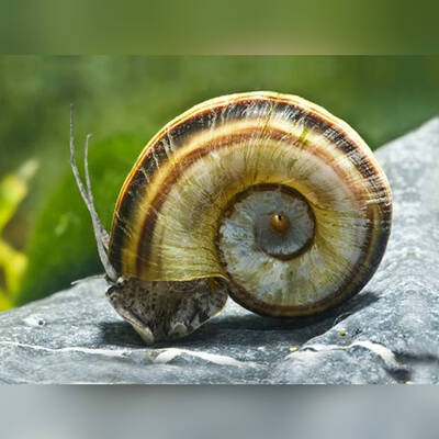 Ramshorn Snail Giant Colombian