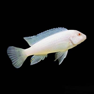 Maylandia Zebra Snow White 3-4 cm