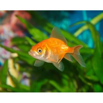 Goldfish one tail 4-4.5cm