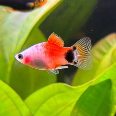 Platy Apple Moon