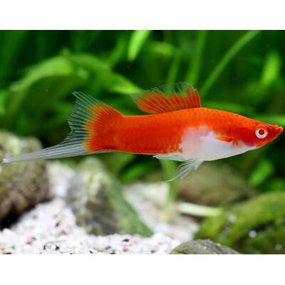 Xiphophorus Helleri Kohaku Red/White
