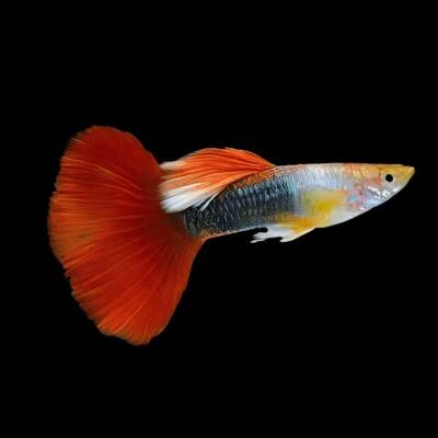 Poecilia Reticulata Tuxedo Blood Red