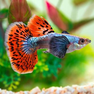 Poecilia Reticulata Mosaic Red Dumbo
