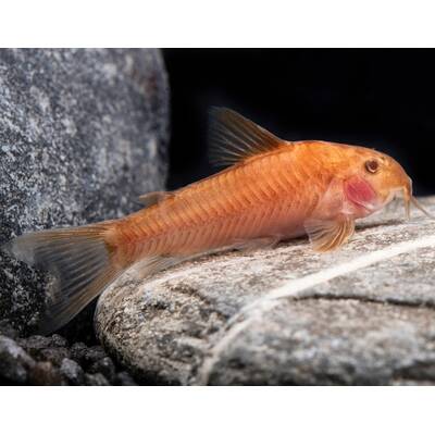 Aspidoras sp.C125 Red M