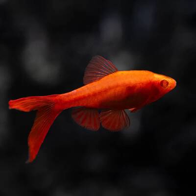 Cherry Barb Albino M