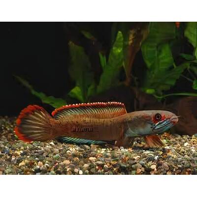 Channa Fire And Ice L