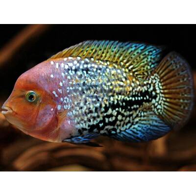 Vieja Melanurus Blue Spot M
