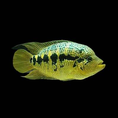 Parachromis Friedrichsthalii M