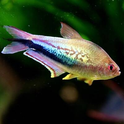 Tetra Rainbow