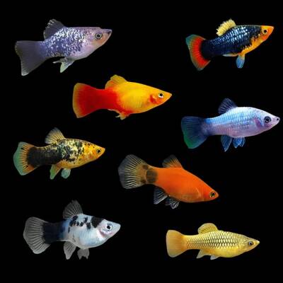 Platy Neon Mix