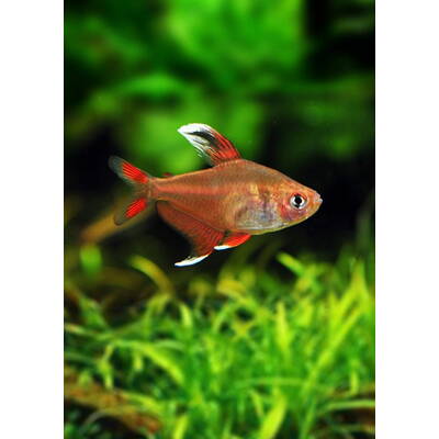 Hyphessobrycon Rosaceus WhiteFin