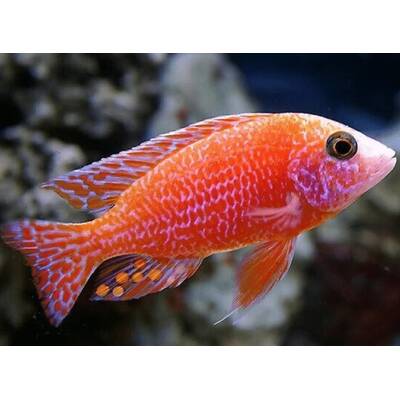 Aulonocara Firefish 6-7cm
