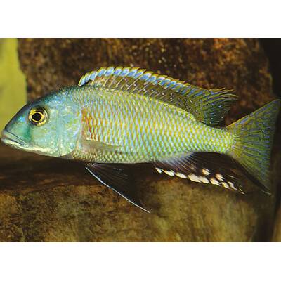 Buccochromis lepturus 4-4.5cm