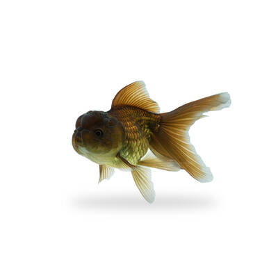 Carassius Auratus Lion Head Brown 5-6cm