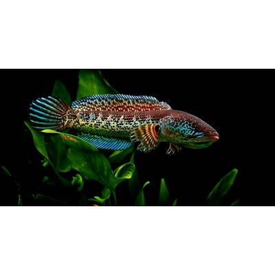 Channa Aurantimaculata M/L