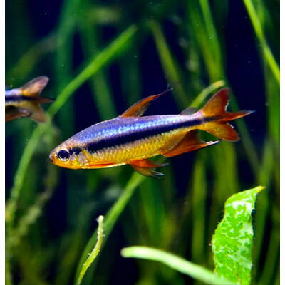Cherry Red Congo Tetra