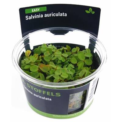 Stoffels Salvinia Auriculata In Vitro