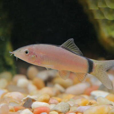 Skunk Loach M