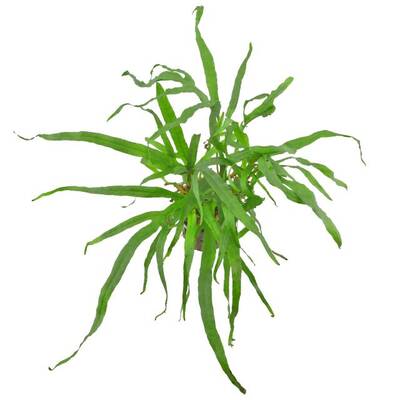 Stoffels Microsorum Pteropus Trident