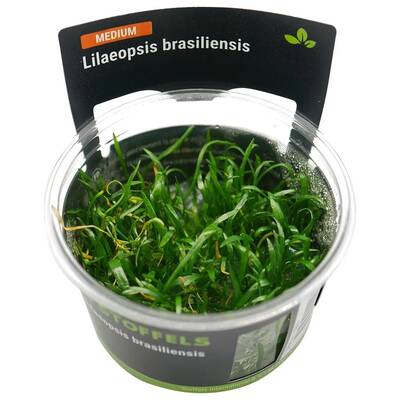 Stoffels Lilaeopsis Brasiliensis In-Vitro