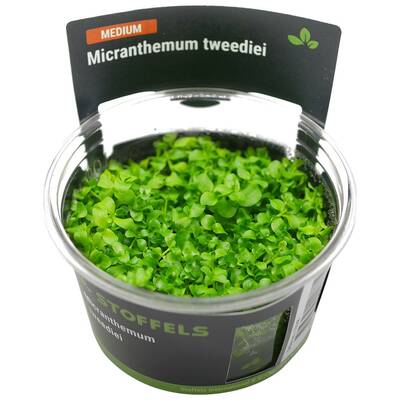 Stoffels Micranthemum tweediei in vitro (Monte Carlo)