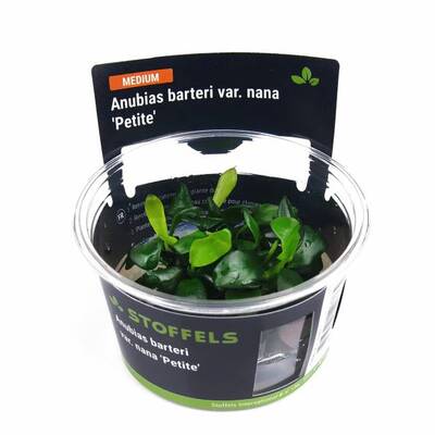 Stoffels Anubias Barteri Petite In-Vitro