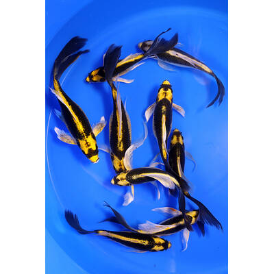 Koi Kabuto Butterfly 7-10cm
