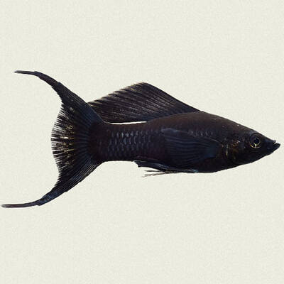 Molly Black Longfin S