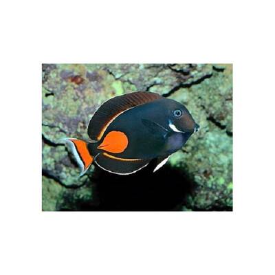 Acanthurus Achilles L