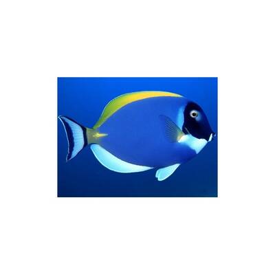 Acanthurus Leucosternon M