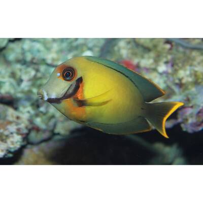 Acanthurus Pyroferus L