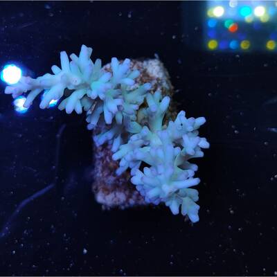 Acropora Cardus 2