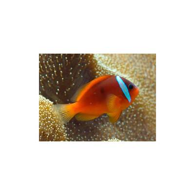 Amphiprion Frenatus - Bred