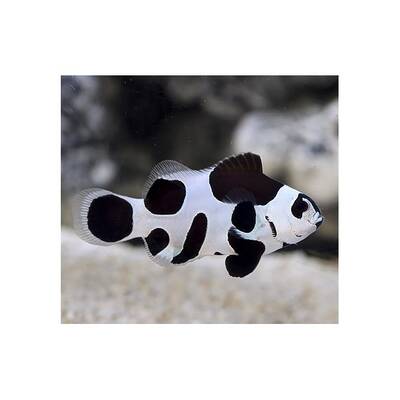 Amphiprion Ocellaris Black Storm