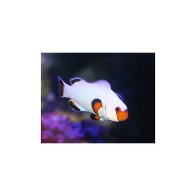 Amphiprion Ocellaris Wyoming White - Bred