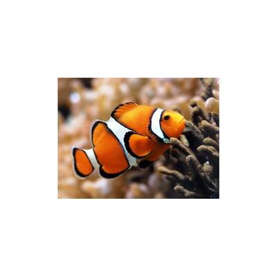 Amphiprion Percula
