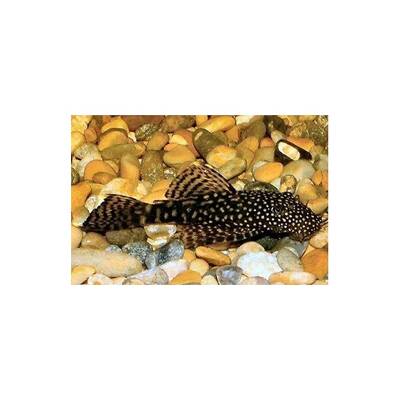 Ancistrus CF. Cirrhosus S