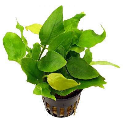 Anubias barteri var. nana 'Golden' (Yellow Heart)