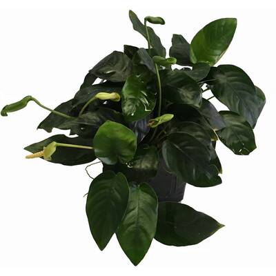 Stoffels Anubias barteri var. nana XL