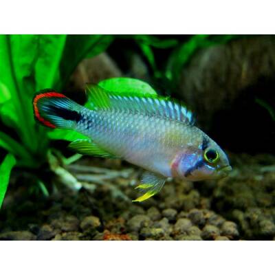 Apistogramma Pandourini 3.5-4.5cm