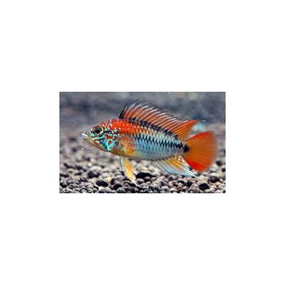 Apistogramma Viejita gold M