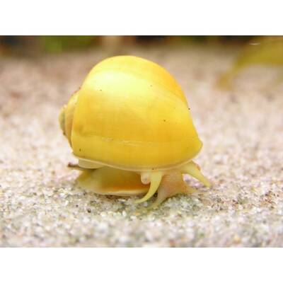 Apple Snail Golden M