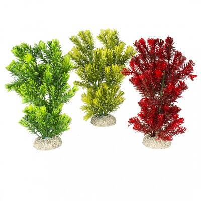 Aqua Della Plant canadensis Mixed colors M 23cm