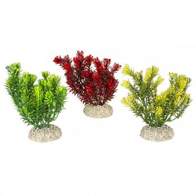 Aqua Della Plant canadensis Mixed colors S 13cm