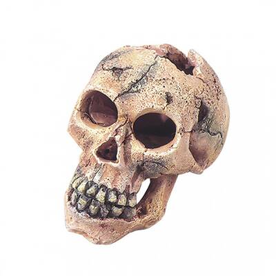 Aqua Della Skull L - 15CM