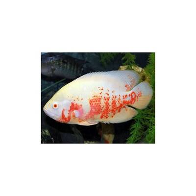 Astronotus Ocellatus Albino Tiger 7-8cm